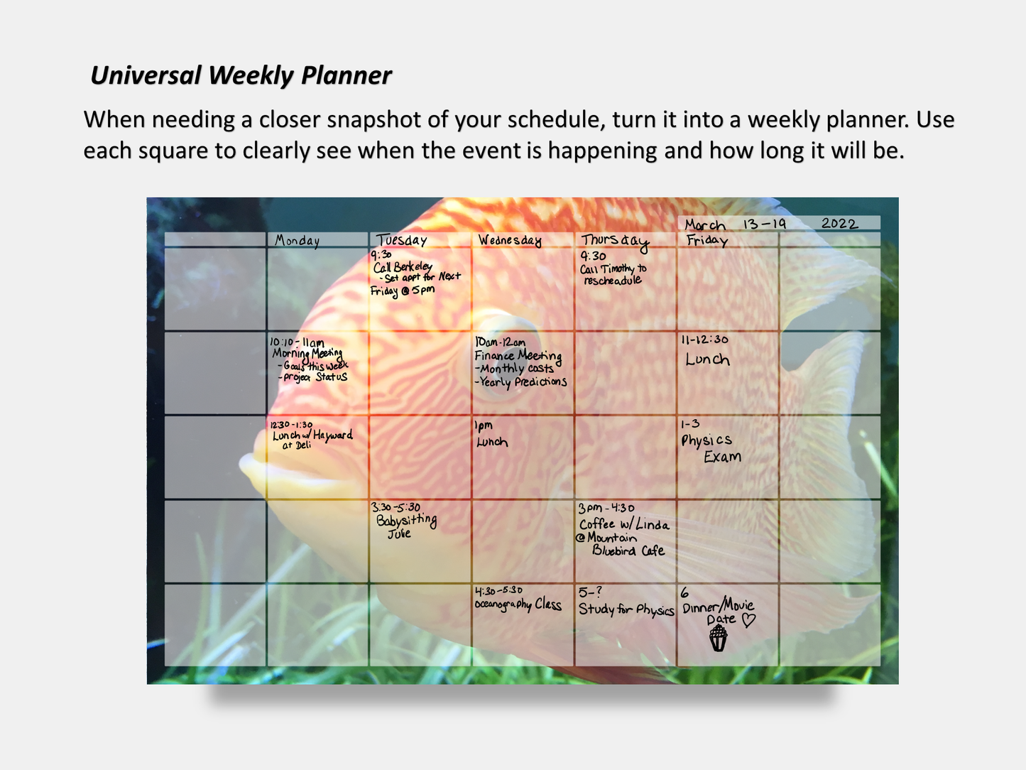 Digital Multipurpose Planner- Banded Cichlid Orange fish