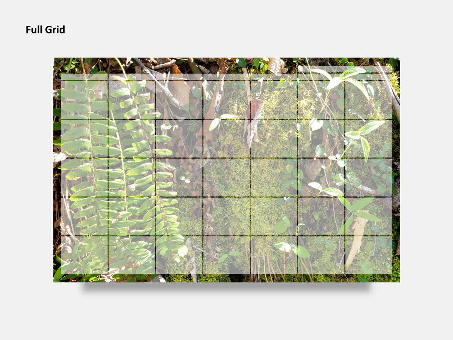 Digital Multipurpose Planner- A mossy cliff with ferns