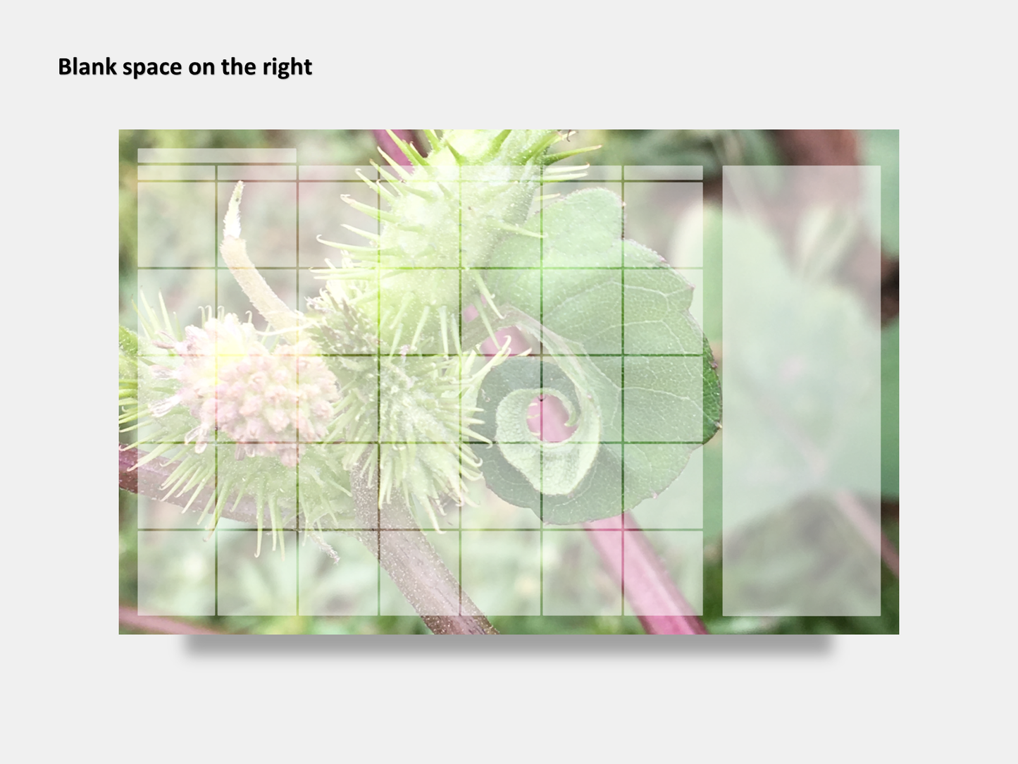 Digital Multipurpose Planner- Curly Twisted Rough Cocklebur
